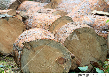Log Pile Log Pile 4960203