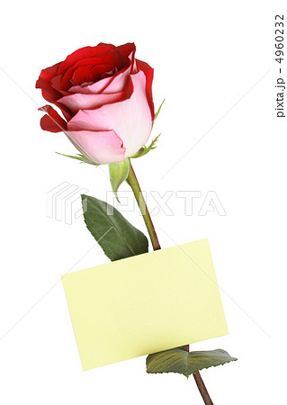 Greetings Rose 4960232