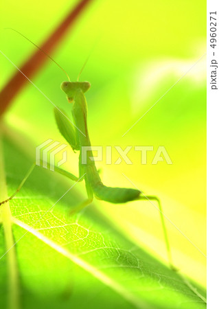 Praying mantis Praying mantis 4960271