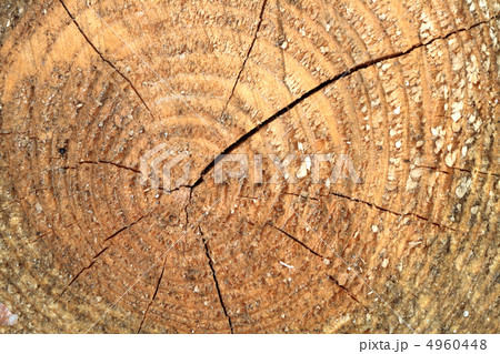 Tree rings 4960448