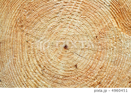 Tree Rings 4960451