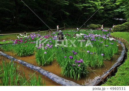 明治神宮御苑　花菖蒲 4960531