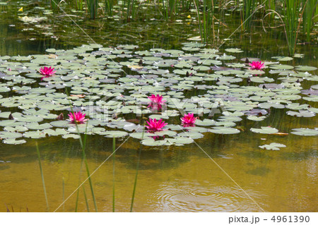 ヒメスイレン ヒメスイレン 4961390