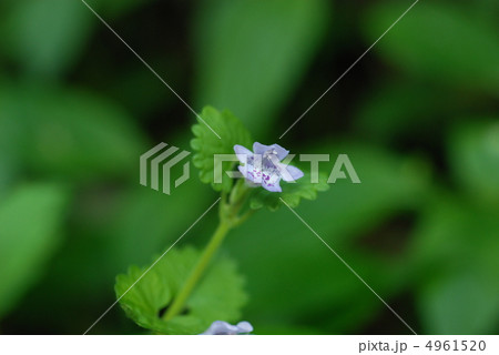 カキドオシ 4961520