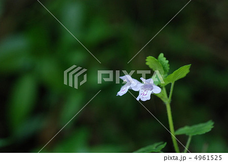 カキドオシ 4961525