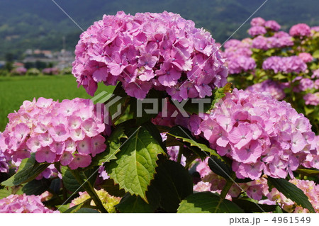 アジサイ 4961549