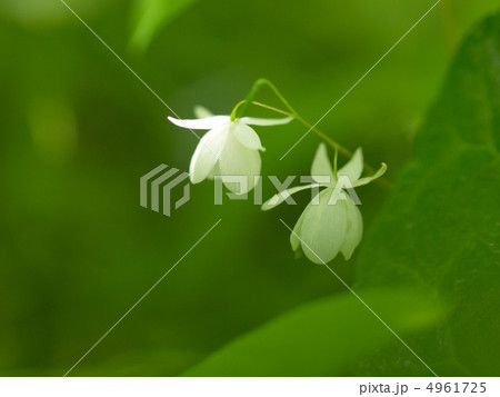 バイカイカリソウの花 4961725