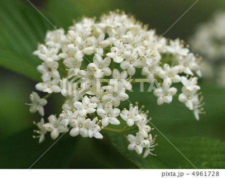 ゴマギの花 4961728