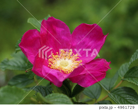 コハマナスの花 4961729