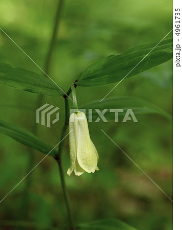 ホウチャクソウの花 ホウチャクソウの花 4961735