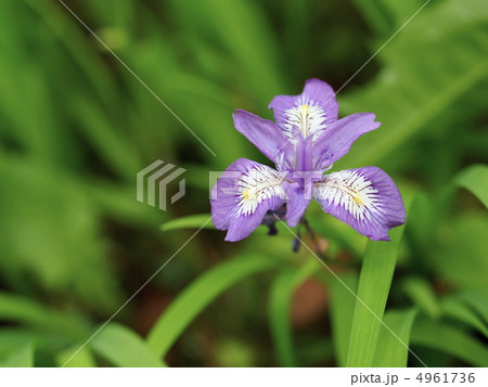 ヒメシャガの花 4961736