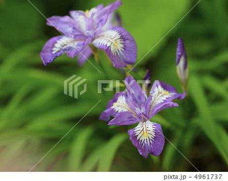 ヒメシャガの花 ヒメシャガの花 4961737