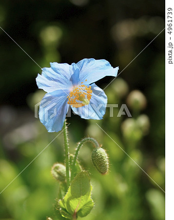 ヒマラヤケシの花 4961739