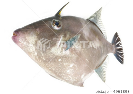 ウマヅラハギ（俯瞰） 4961893