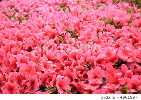 さつきいっぱい さつきいっぱい 4961997