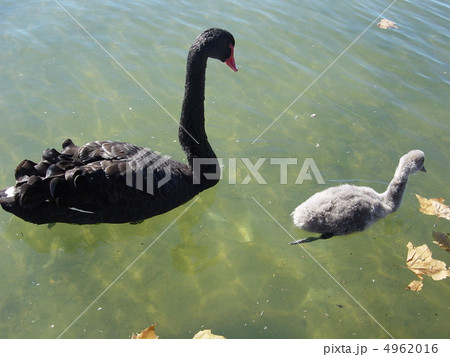 黒鳥仲良し親子 4962016