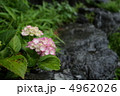 寄り添う紫陽花 寄り添う紫陽花 4962026
