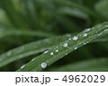 露 露 4962029