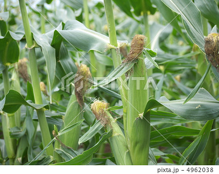 トウモロコシ トウモロコシ 4962038