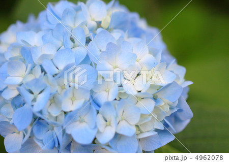 しっとりと咲く水色の紫陽花 しっとりと咲く水色の紫陽花 4962078