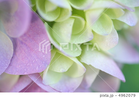 しっとりと咲く薄紫色の紫陽花のアップ 4962079