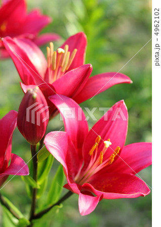 鮮やかに咲く赤色のユリ 4962102