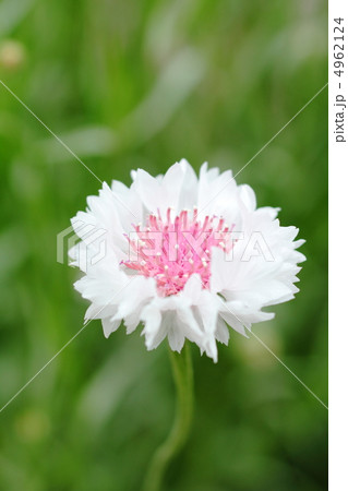 野に咲く矢車菊 4962124