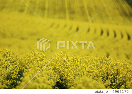 うねる菜の花畑 02 うねる菜の花畑 02 4962176