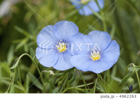 アマの花 4962263