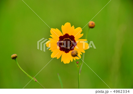 波斯菊 波斯菊 4962334