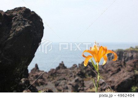 崖に咲く花 崖に咲く花 4962404