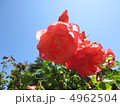 薔薇と青空 4962504