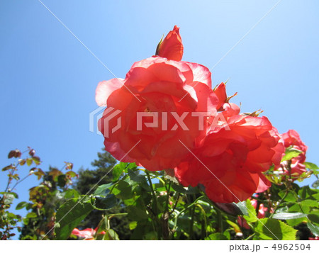 薔薇と青空 4962504