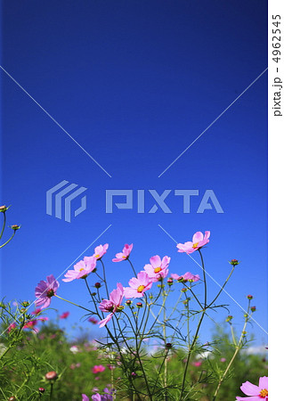コスモスと快晴の青空 4962545