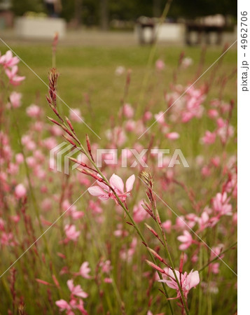 荒子川公園 荒子川公園 4962706