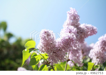 晴れた日のライラックの花 4962753
