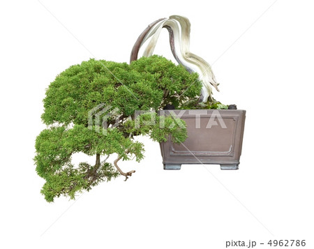 昭和記念公園盆栽苑の真柏 4962786