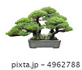 昭和記念公園盆栽苑の五葉松 4962788