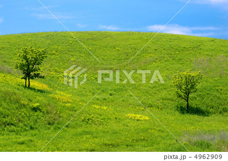 緑の丘と2本の柏の木 緑の丘と2本の柏の木 4962909