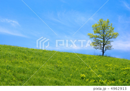 緑の丘と1本の木 緑の丘と1本の木 4962913