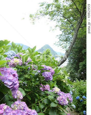 紫陽花 紫陽花 4962959