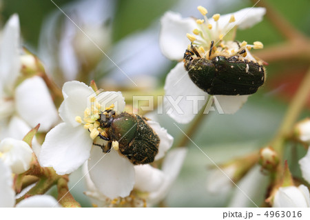 ハナムグリ ハナムグリ 4963016
