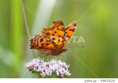 キタテハ 4963020