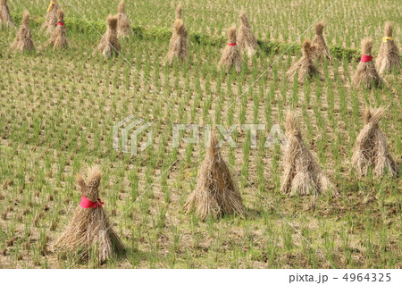 秋の田んぼ1 秋の田んぼ1 4964325