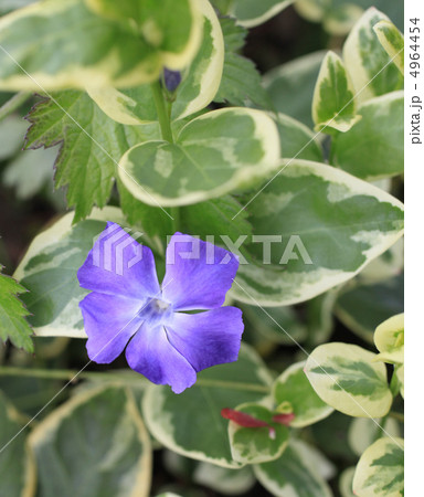 ツルニチソウ 4964454