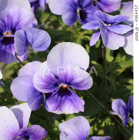 ビオラ ビオラ 4964457