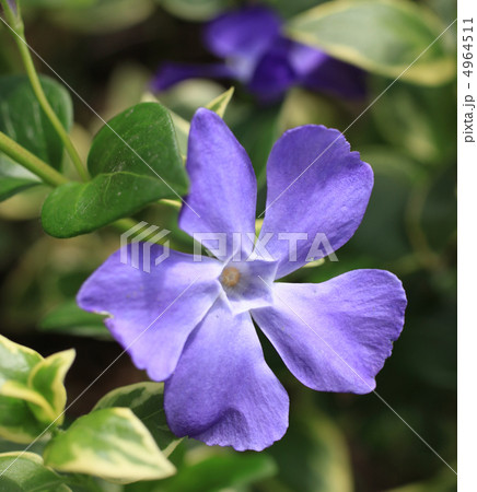 ツルニチソウ 4964511