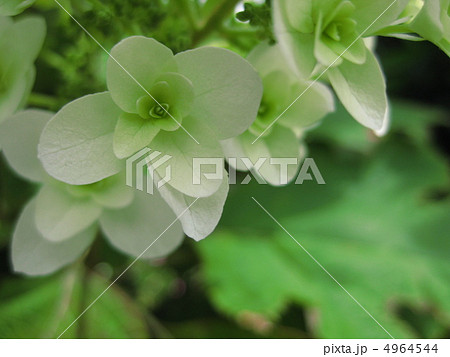 柏葉あじさい 柏葉あじさい 4964544