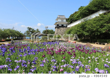 大村公園 菖蒲 大村公園 菖蒲 4964549