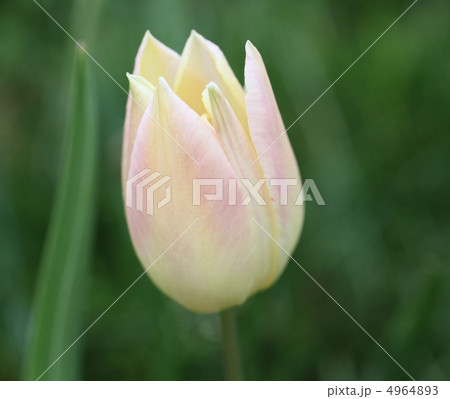 チューリップ 4964893